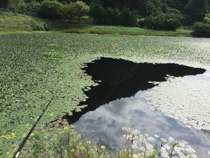 バス釣りをしにホームの千葉野池に行ってみるもそろそろ夏も終わるのかな Oretsuri 俺釣