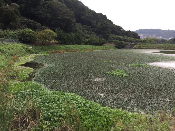 千葉の野池へブラックバス釣りにいった話 前編 Oretsuri 俺釣