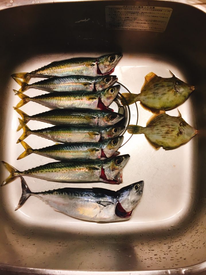 三浦半島小網代湾で釣ったサバとカワハギを料理する Oretsuri 俺釣