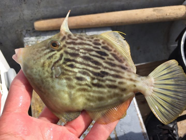 三浦半島の油壷 小網代湾でボートカワハギ釣りをしたら謎の大物が Oretsuri 俺釣