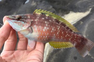 ライギョについて想うこと Oretsuri 俺釣