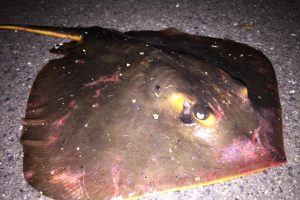 22年 片瀬漁港の釣り場とルール解説 釣れる魚 ポイント 釣り禁止情報 Oretsuri 俺釣