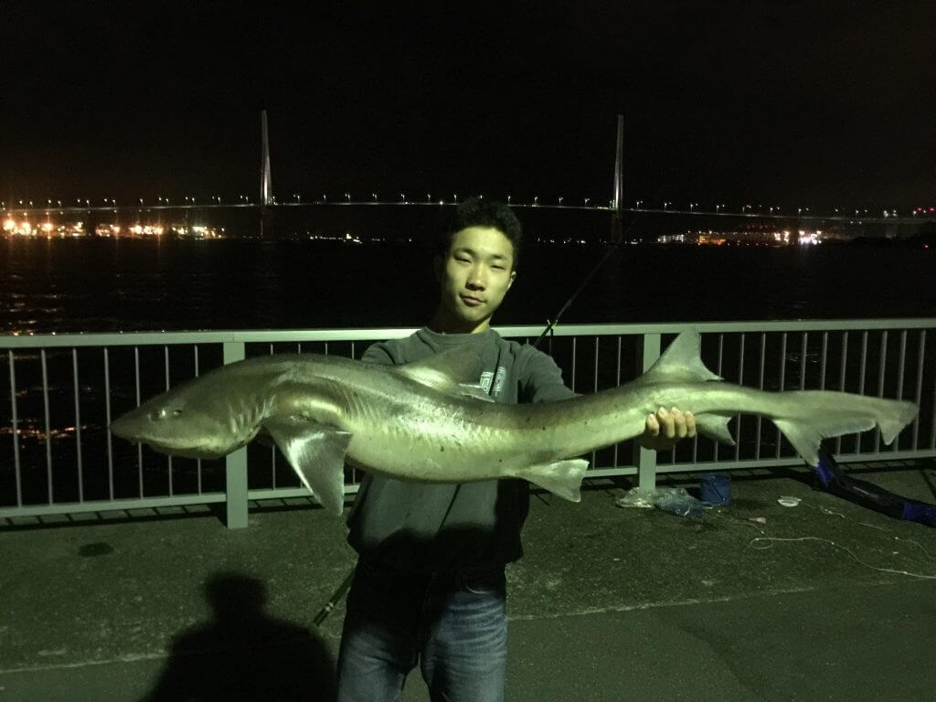 横浜 ふれーゆ裏にひそむ巨大魚 ベイシャーク ドチザメ を釣る Oretsuri 俺釣