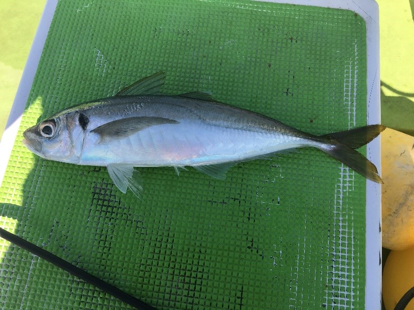 5月 6月に船釣りで釣れる魚と釣り方まとめ アジのサビキ釣り ヒラメ泳がせ釣り編 Oretsuri 俺釣