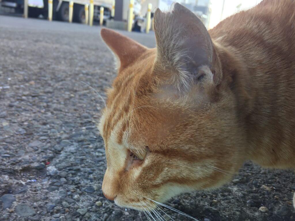 城ケ島の野良猫
