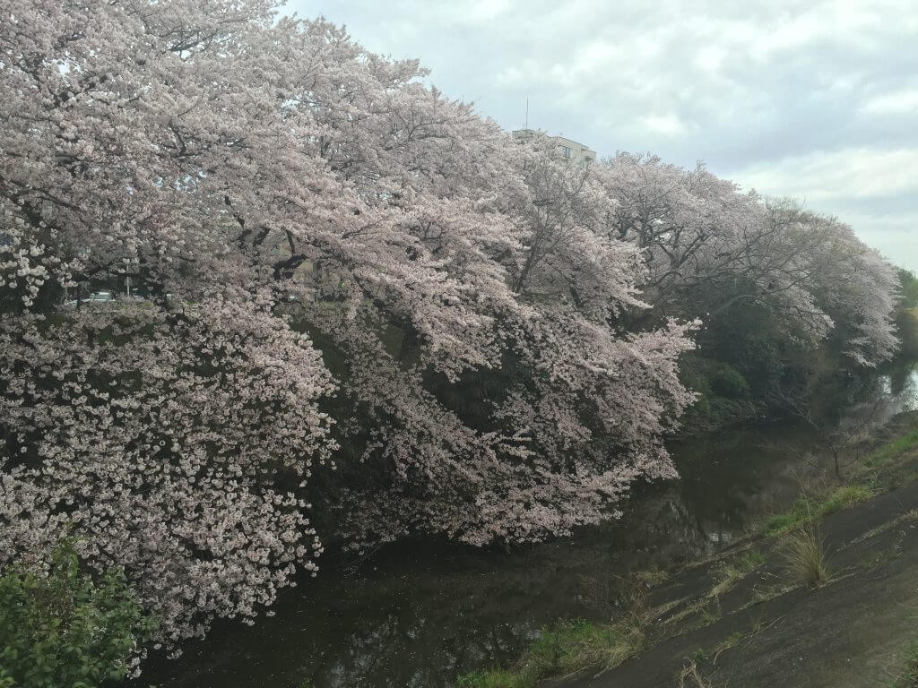桜がキレイ