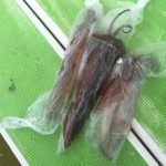 洲崎沖でオニカサゴ3匹目