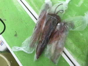 洲崎沖でオニカサゴ3匹目