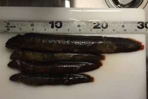 保存版 磯の珍味カメノテ とり方と美味しい食べ方を解説 Oretsuri 俺釣