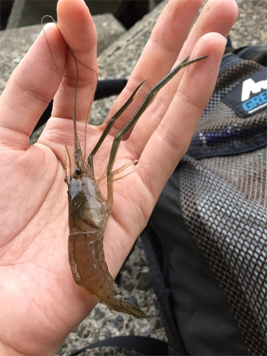 多摩川 テナガエビ釣り Oretsuri 俺釣