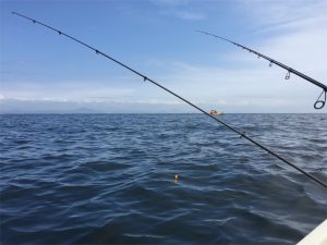 三浦半島 金田湾 ボート釣り 泳がせ釣り
