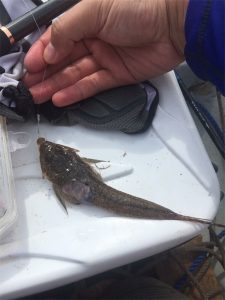 三浦半島 金田湾 ボート釣り 泳がせ釣り