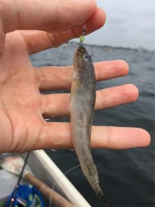 三浦半島 金田湾 ボート釣り 泳がせ釣り