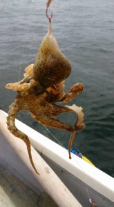 三浦半島 金田湾 ボート釣り タコ