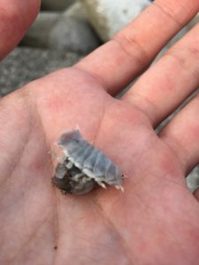 金田漁港外堤防 浮釣り サヨリ サヨリヤドリムシ
