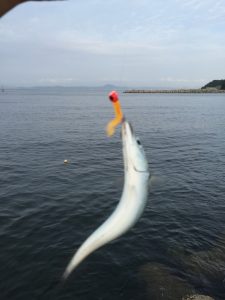 金田漁港外堤防 浮釣り サバ