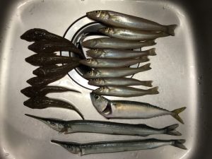 三浦半島 金田湾ボート 釣り キス メゴチ サバ サヨリ