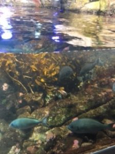 江の島 水族館 夏休み親子釣行