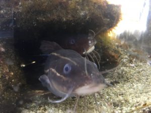 知識 堤防から釣れる毒魚 キタマクラ の生態と カワハギ との見分け方解説 Oretsuri 俺釣