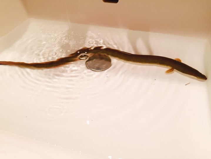 ミミズを掘って都市河川のウナギを狙ってみた Oretsuri 俺釣