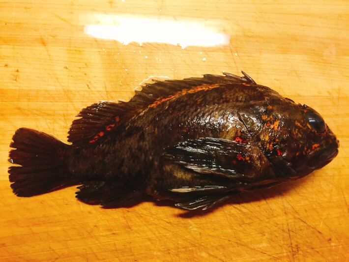 閲覧注意 海で釣った魚を料理して遭遇した寄生虫8種を紹介 Oretsuri 俺釣