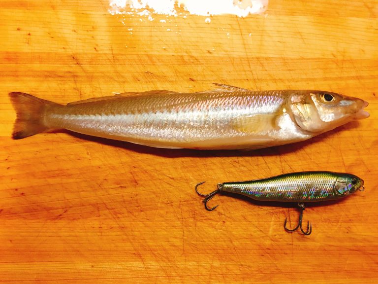 キス釣りの定番餌「アオイソメ」と「ジャリメ」どっちが釣れるの? | ORETSURI