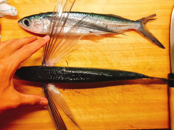 トビウオの胸鰭はすごい Oretsuri 俺釣