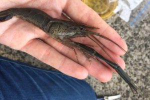 梅雨の楽しみ テナガエビ の釣り方と基本ノウハウ Oretsuri 俺釣