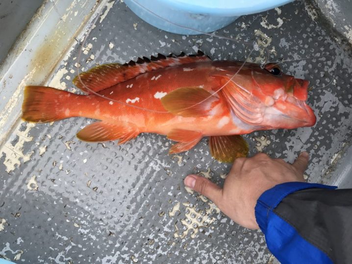 世界遺産 小笠原諸島 父島 で釣りをしてきた話 Oretsuri 俺釣