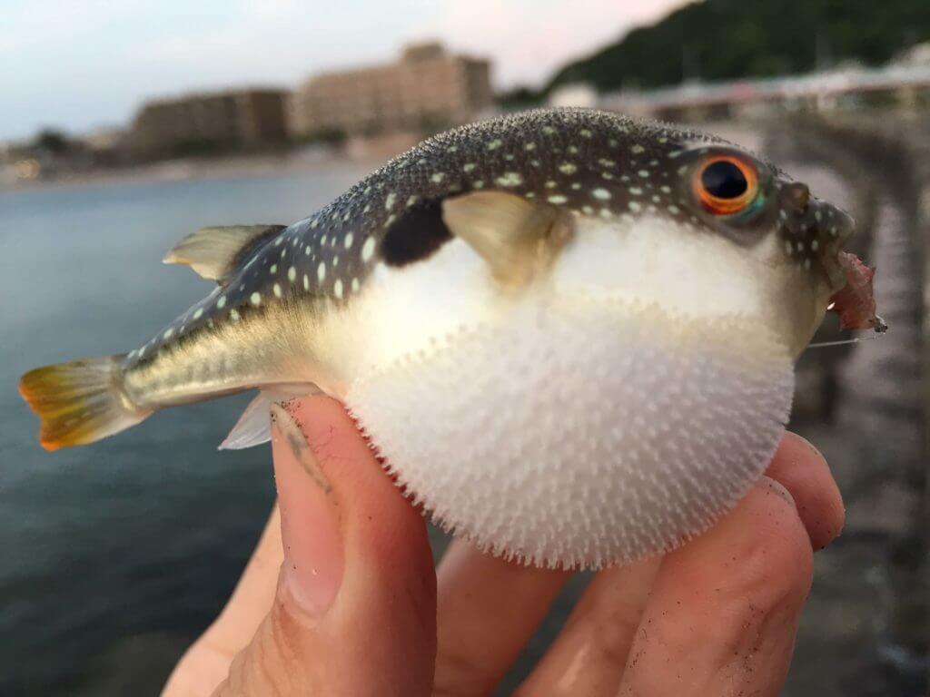ヒィィ 堤防で釣れちゃう18種の毒魚と危険生物を解説 Oretsuri 俺釣