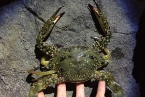 タイワンガザミはヤンニョムケジャンにすると甘エビっぽくてうまい Oretsuri 俺釣 タイワンガザミはヤンニョムケジャンにすると甘エビっぽくてうまい Oretsuri 俺釣