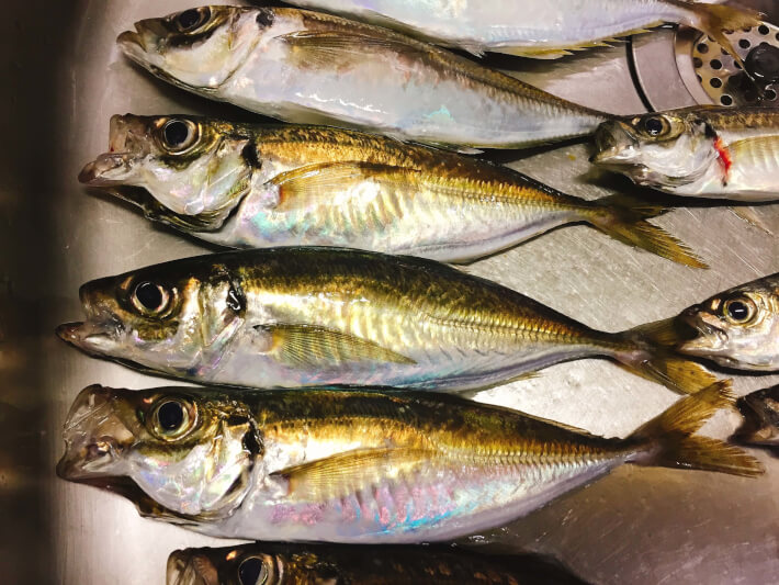 釣ってきたアジ