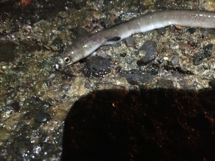 田越川河口でホタテウミヘビっぽいの釣った