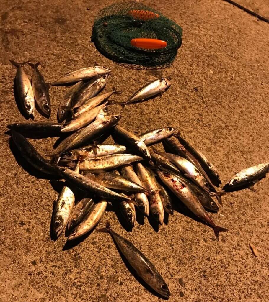 式根島でサバがいっぱい釣れる