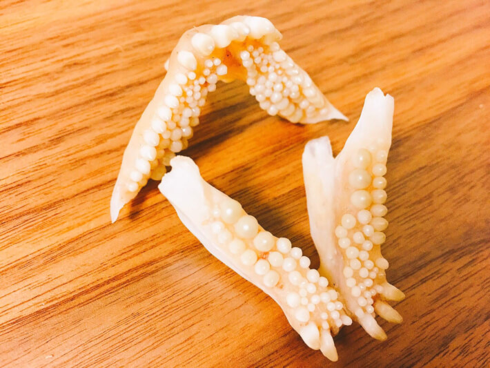 クロダイの歯