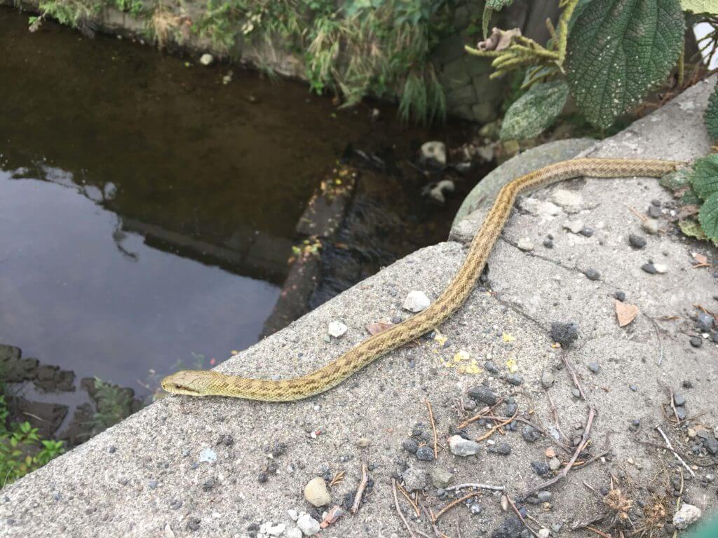 森戸川で遭遇したシマヘビ