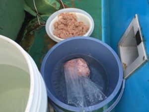 万能の神餌!「オキアミ」の種類と釣れる魚・使い方を解説する | ORETSURI