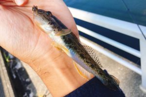 片瀬橋下流 ハゼ