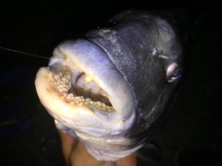 雨が降ったらウナギ釣りにいこう 逗子田越川 Oretsuri 俺釣
