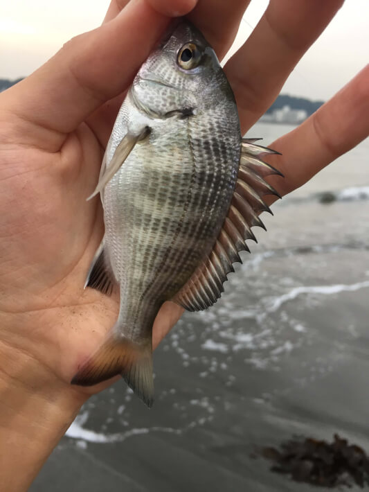 逗子海岸で釣れたクロダイの子供 Oretsuri 俺釣