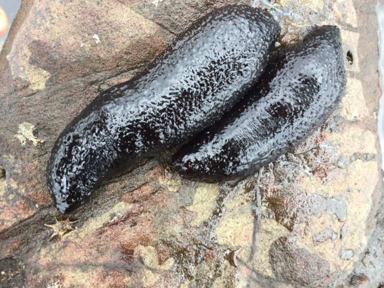 黒青赤「ナマコ三連星」食べくらべ。種類でナマコの味や食感は変わるのか?見分け方も紹介! | ORETSURI