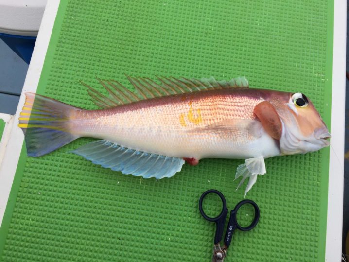 人気の高級魚アマダイを釣りに相模湾へいってみた 茅ヶ崎港一俊丸 Oretsuri 俺釣