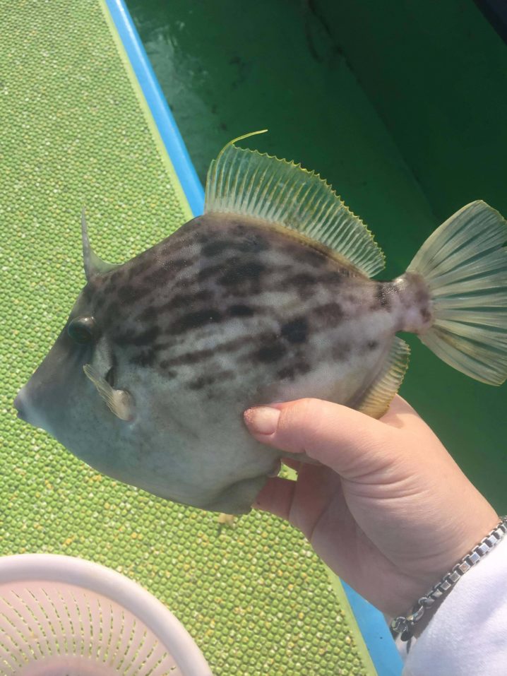 初めてのひとりカワハギ釣り Oretsuri 俺釣