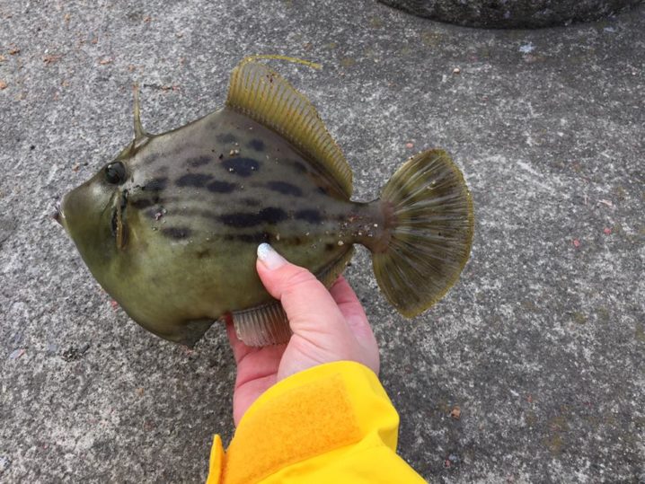 地元鹿児島錦江湾での堤防カワハギ釣り Oretsuri 俺釣