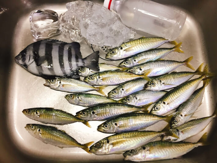 平塚LT五目で釣ったマルアジと石鯛