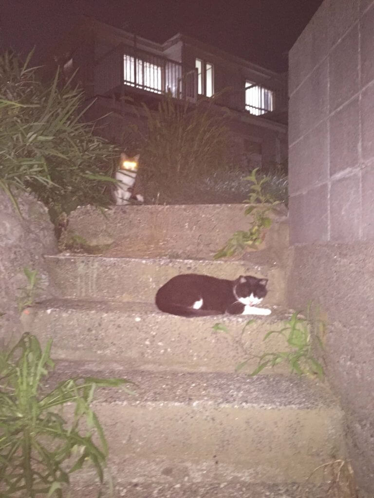 階段と野良猫
