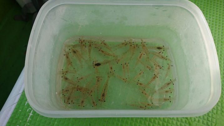 春告魚のメバルをサビキに横浜へ 美魚放浪記 Oretsuri 俺釣