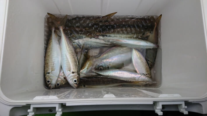 渡辺釣船店 横浜中華街経由でアジ釣り