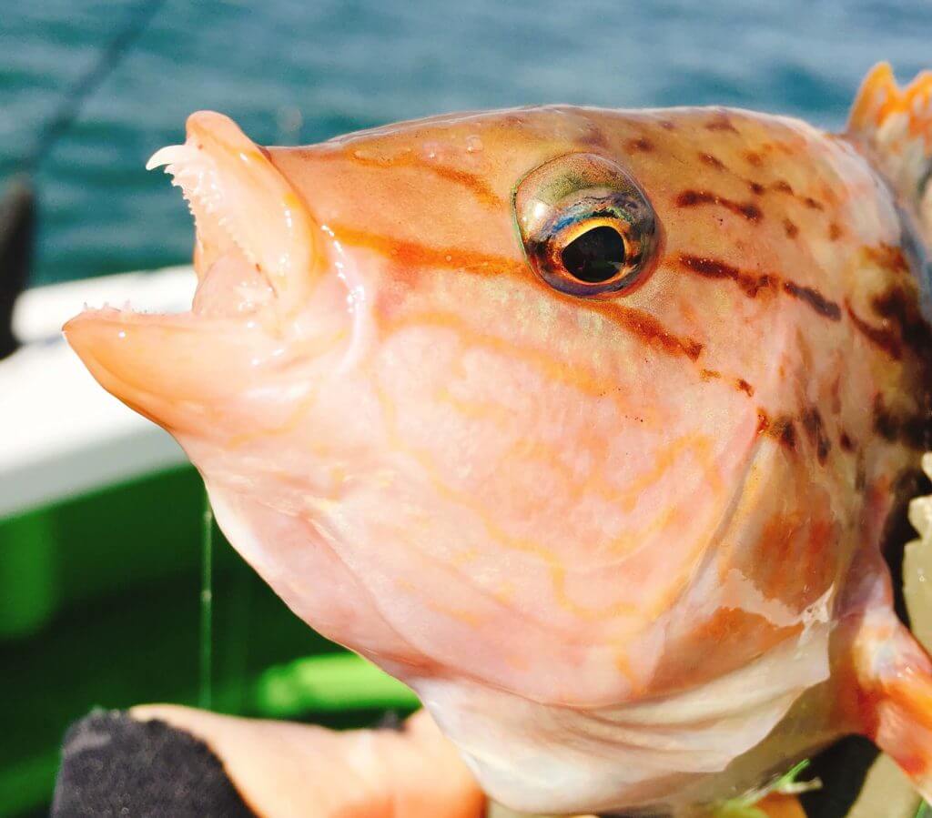 ベラ はちゃんと料理して食べてからマズイと言ってほしい 生態 釣り方 美味しい食べ方解説 Oretsuri 俺釣