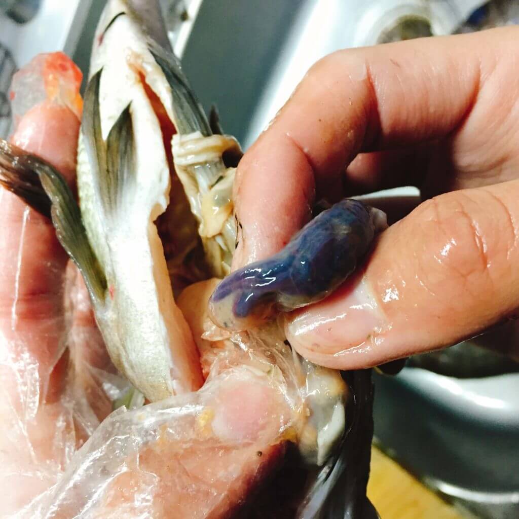 閲覧注意 海で釣った魚を料理して遭遇した寄生虫8種を紹介 Oretsuri 俺釣